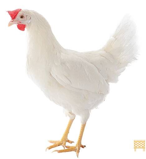 LOHMANN LSL-CLASSIC - Lohmann Breeders