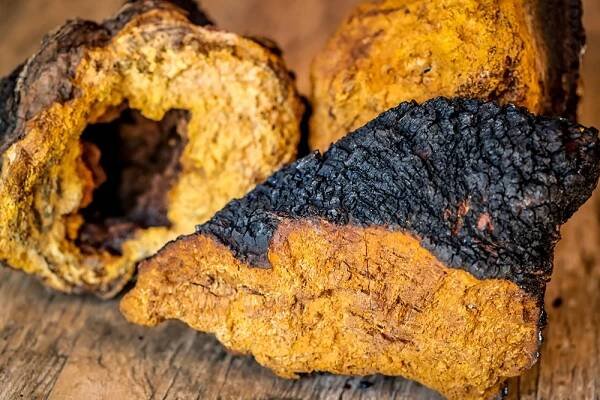 Chaga: Houba, která překonává superpotraviny