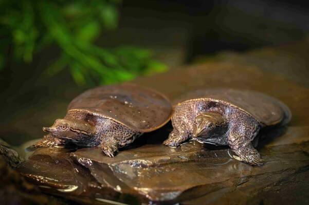 Conservation and research | Project in Nature | Zoo de Granby