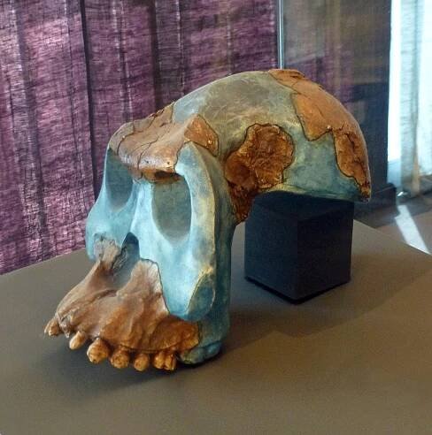 Australopithecus garhi – Wikipedie