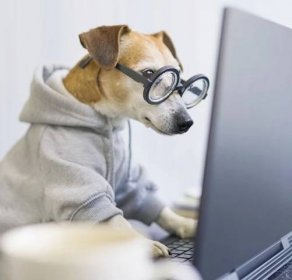 Roztomilý pes zírající na obrazovku počítače. soustředěný soustředěný pozorný svědomitý šprt. Šokován informacemi. Práce na volné noze z domova během karantény Společenské distancování se. čtverec — Stock obrázek