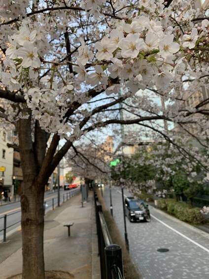 Sakura_pic_5.jpeg