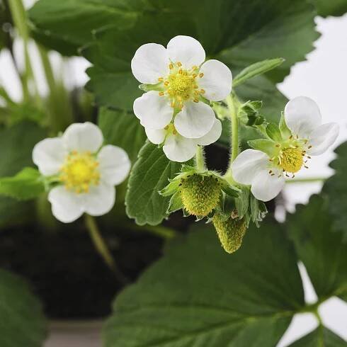 FRAGARIA Rostlina - Jahodník 14 cm
