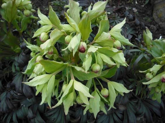 Čemeřice smrdutá - Helleborus - Venkovská zahrada