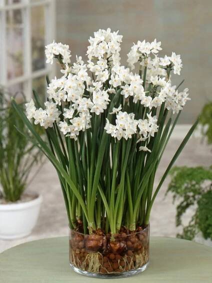 Narcis taceta Paperwhite (mnohokvětý, pokojový, bílý)