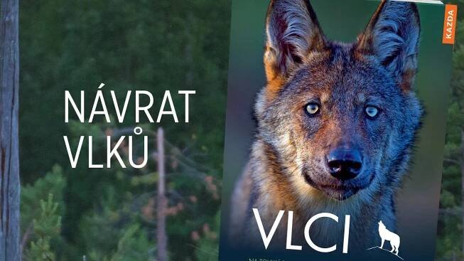 Vlci – Na cestě s fotografem zvířat Axelem Gomillem - Médium.cz