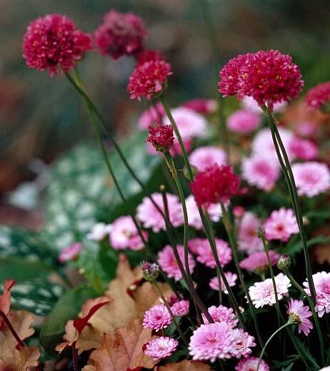 'Ruby Glow' thrift