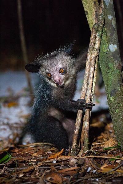 Lemur | Madagaskar.holiday