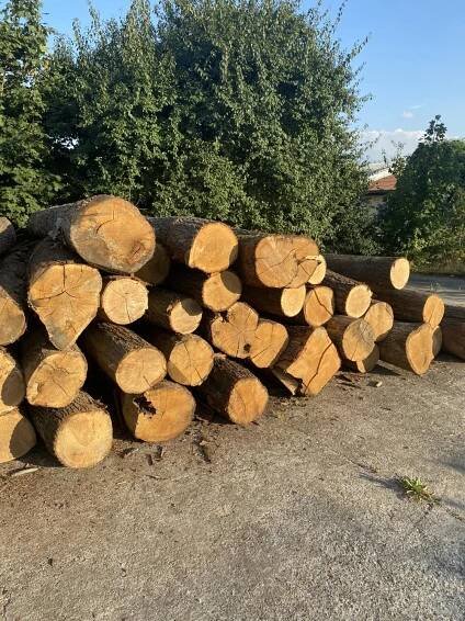 Dubová kulatina 30+ | Kulatina | Prodej / Nabídka