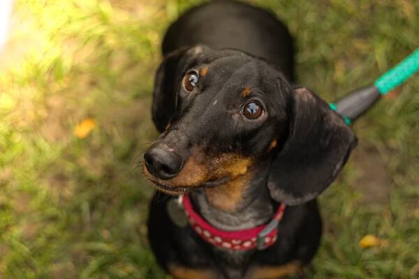 Alfiemu pobyt v útulku nesvědčí. Pomůžete mu najít domov nebo dočasnou péči? – Pet Heroes Lanškroun