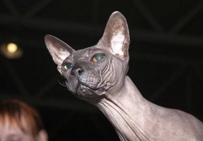 Category:Don Sphynx cats - Wikimedia Commons
