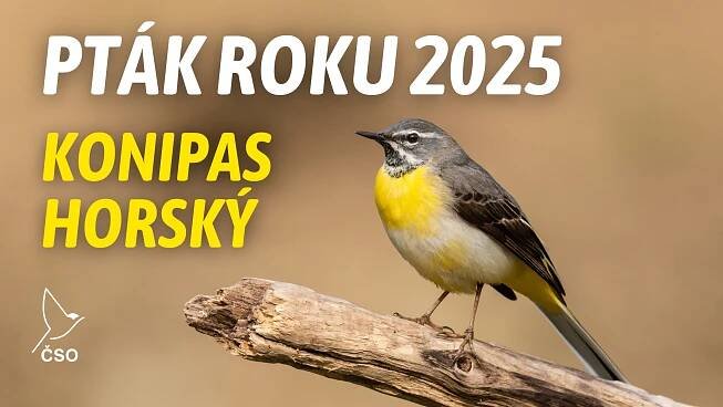Ptákem roku 2025 je konipas horský - Naše voda