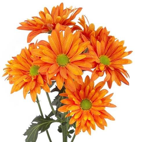 Chrysanthemum - Spray