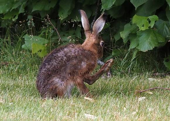 P7154017 Brown Hare