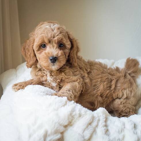 Percy, Susie - Cavapoochon Puppy.jpg