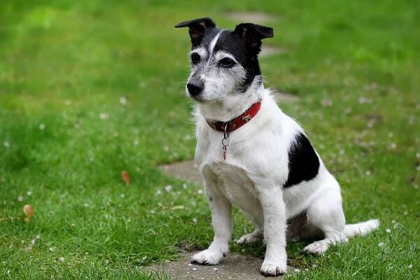 Jack Russell Křížený S Jezevčíkem: Co Očekávat Od Toho To Křížence? » MiniMaxiPes.cz