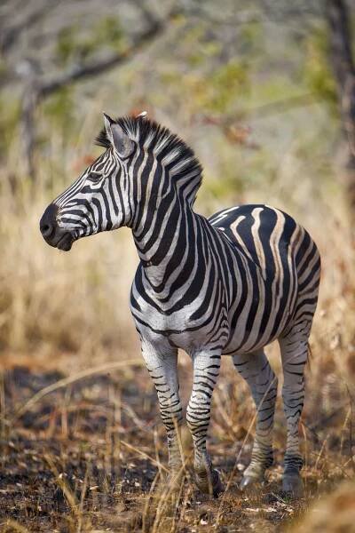"Zebra with burned grass"