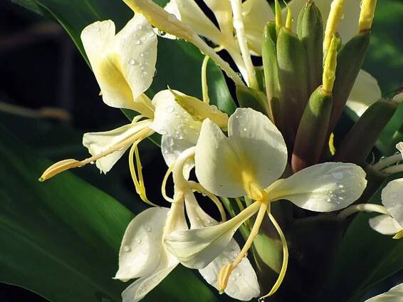 Micronesia – World Sensorium / Conservancy
