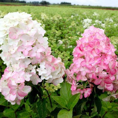 Hortenzie Fraise Melba na kmínku