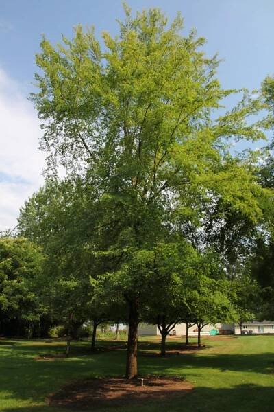 Frontier Elm
