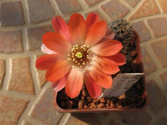Súbor:Rebutia orurensis.JPG