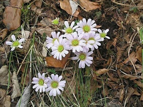 Callianthemum anemonoides