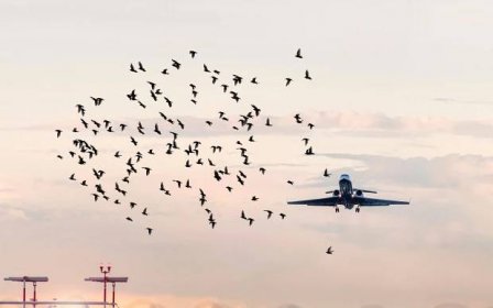The truth about bird strikes – and the weird ways airports avoid them