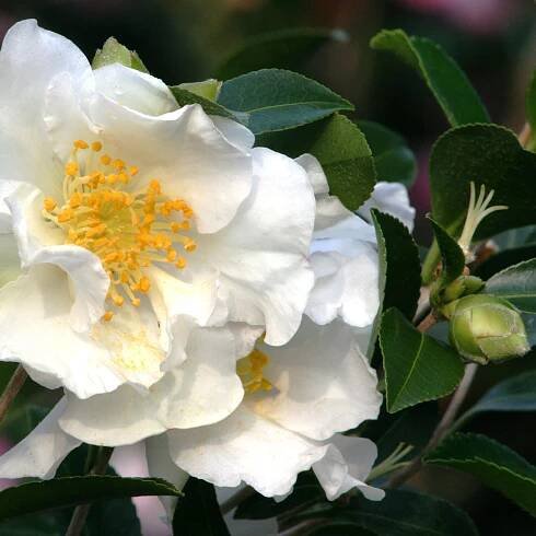 Setsugekka Camellia
