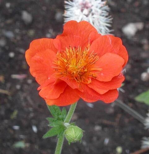 Geum × heldreichii | BioLib.cz