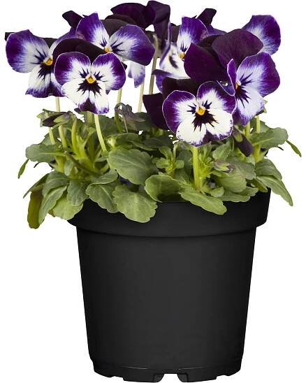 Grow by OBI Violka rohatá (Viola cornuta) pr. 10,5 cm nakoupit u OBI