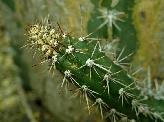 Harrisia tortuosa