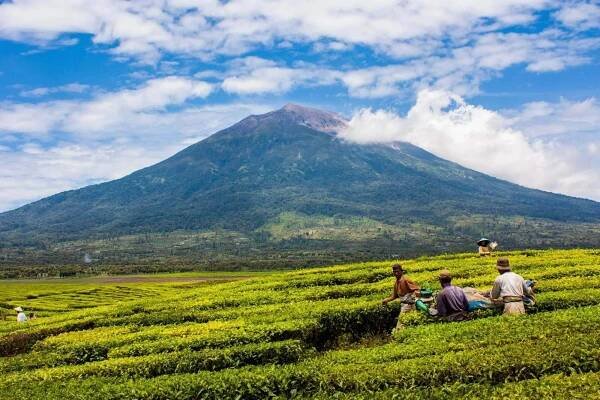Solo Mt. Kerinci Trek Dates - Wild Sumatra