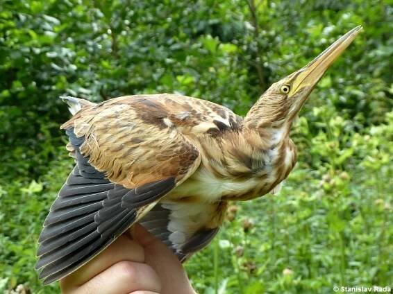 Ixobrychus minutus - bukáček malý | Ardeidae – volavkovití | Natura Bohemica