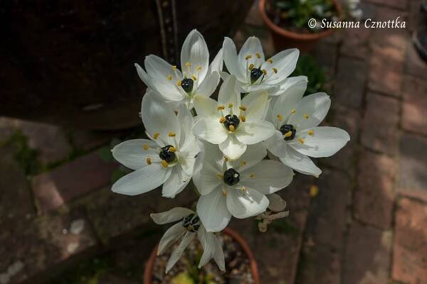 Arabischer Milchstern (Ornithogalum arabicum)