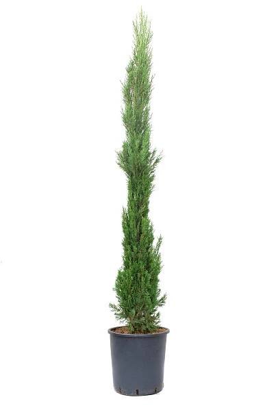 GROW by OBI Cypřiš stálezelený (Cupressus sempervirens), 175/200 cm, kv. 25 l