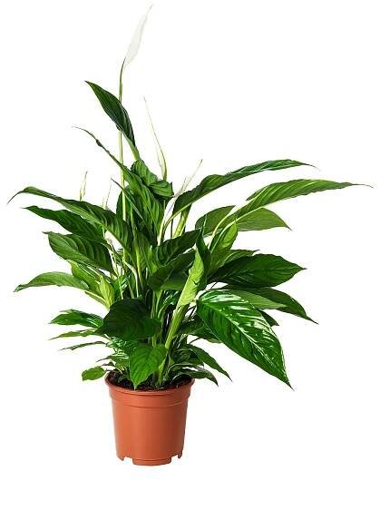 SPATHIPHYLLUM rostlina, Toulcovka, 17 cm - IKEA