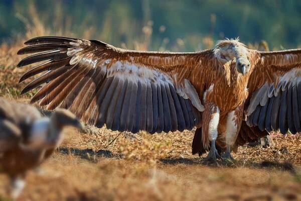 Sup bělohlavý (Gyps fulvus)