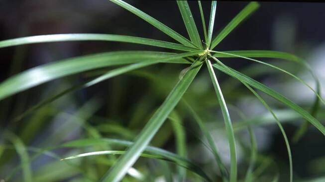 Šáchor/Cyperus alternifolius - detail