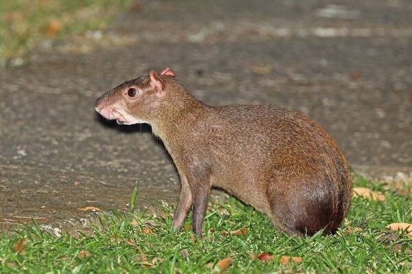 zwierzę agouti