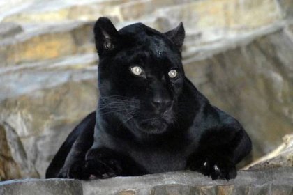 Zlínská zoologická zahrada získala nového samce jaguára amerického
