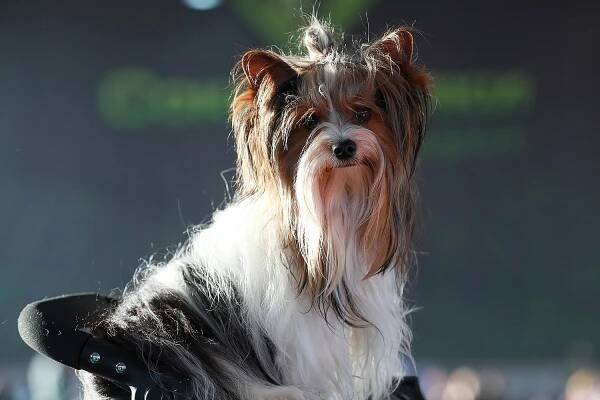 American Kennel Club Recognizes New Toy Dog Breed — Meet the Biewer Terrier!