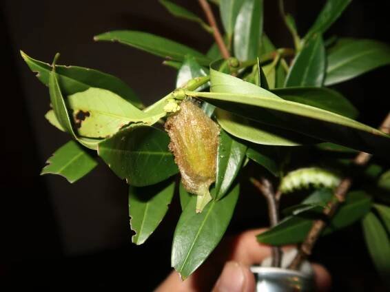 Automeris io — “Io moth” | Welcome, visitor!