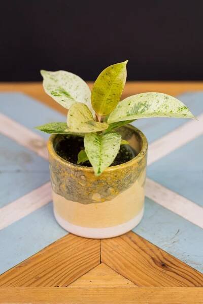 Ficus elastica ’Shivereana’ (mini)