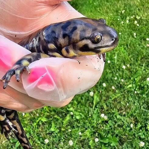 Meet he Scales!