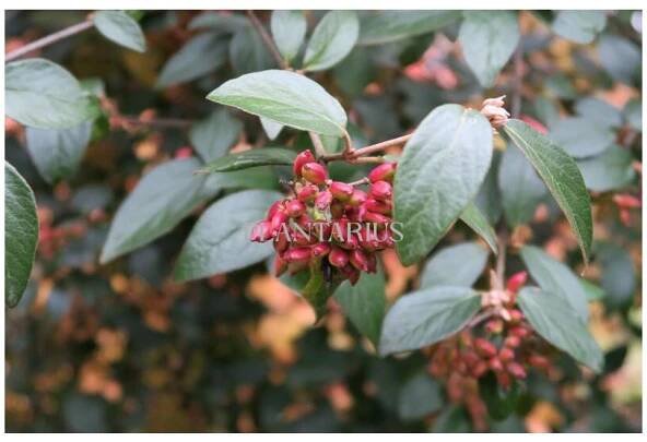 Kalina Burkwoodova / Viburnum burkwoodii