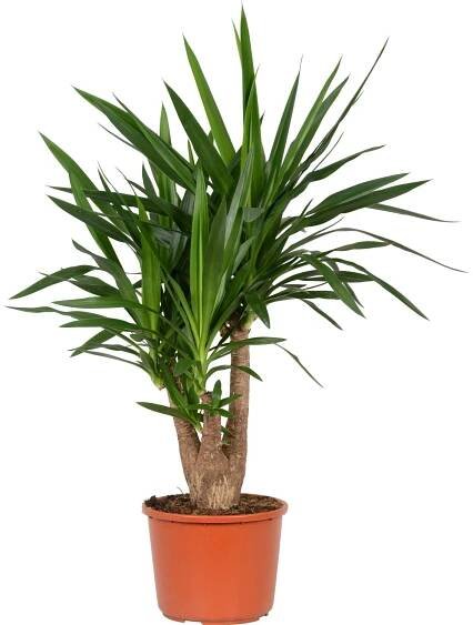 Juka 3 kmínky 110 cm průměr květináče cca 27 cm