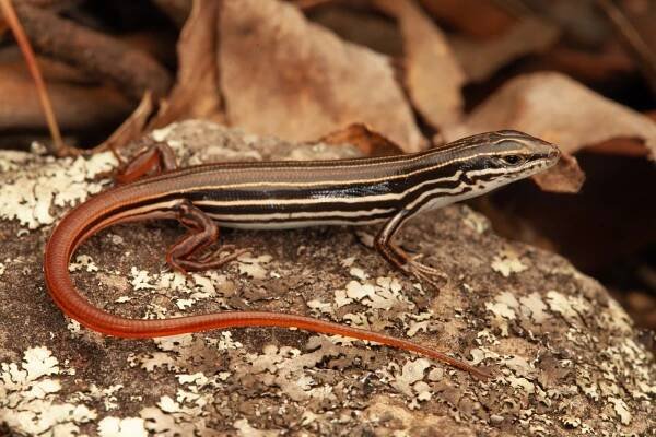R.185785 Copper-tailed Skink (Ctenotus taeniolatus)
