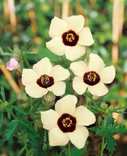 Hibiscus trionum , Ibišek trojdílný, bal. 30 sem.