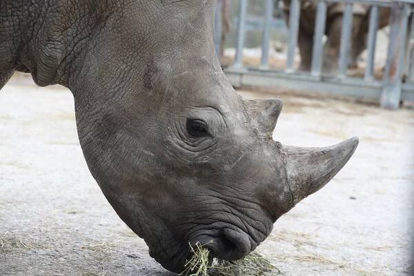 FOTO: Nová tvář v zoo, samice Gaya přicestovala do Dvora Králové z Francie