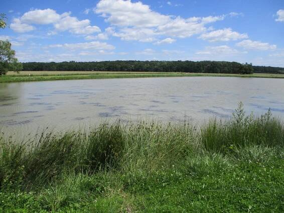 Rybník Žabinec (Budín, 30.6.2020)